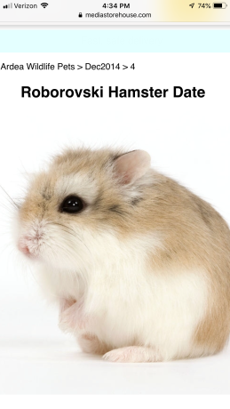 hamster.PNG